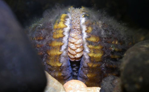 Snuffbox mussel Photo